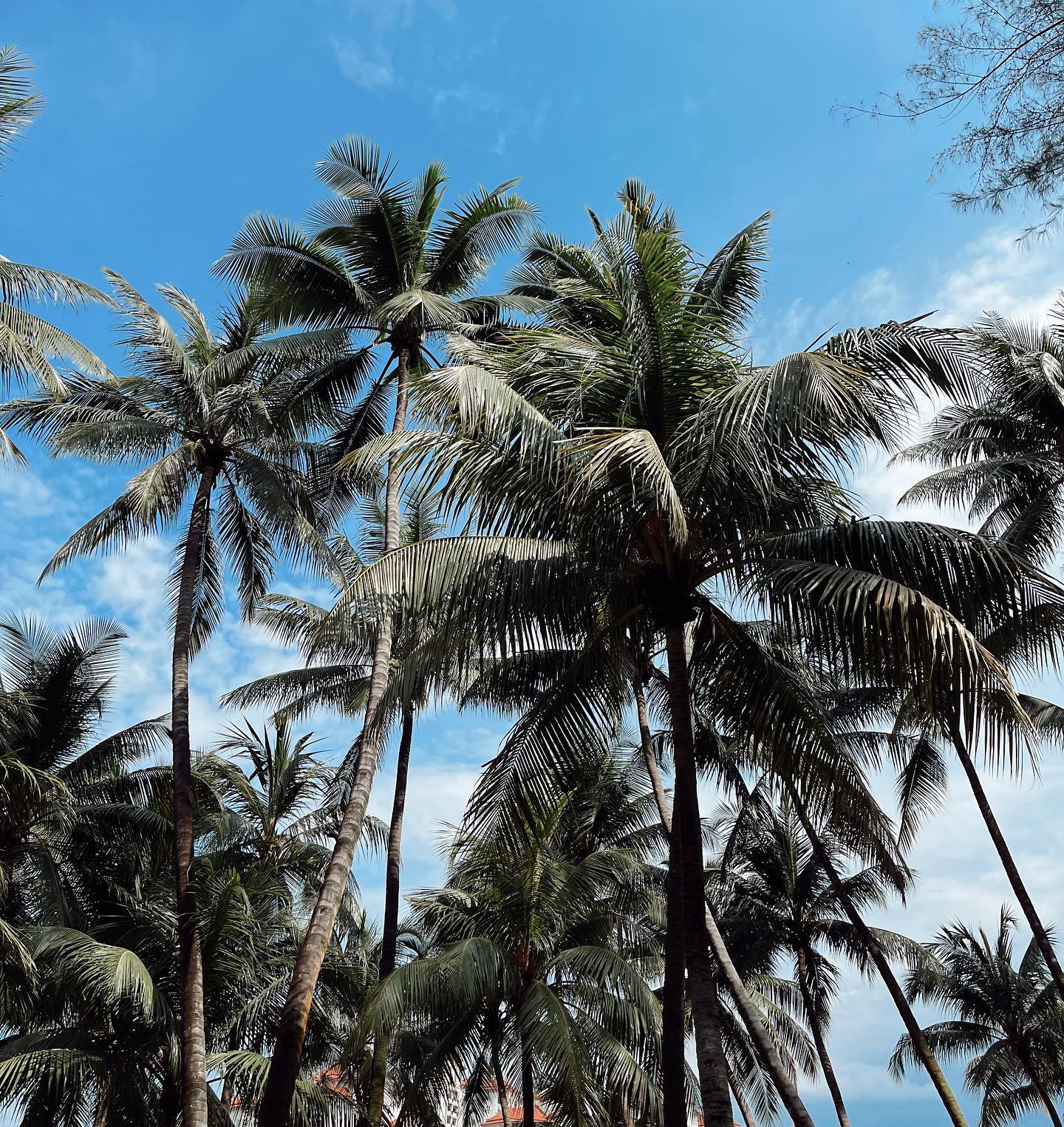 out of office 

#vacation #singapore #singaporegp #travel #palmtrees #f1nightrace #tracktv #bluesky